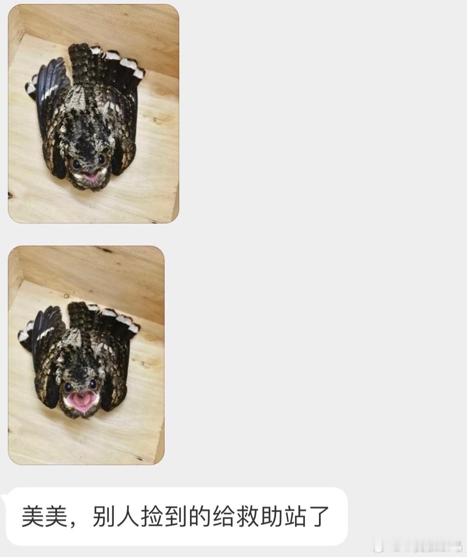 嘴巴超大的【夜鹰】叫声像激光枪～ ​​​