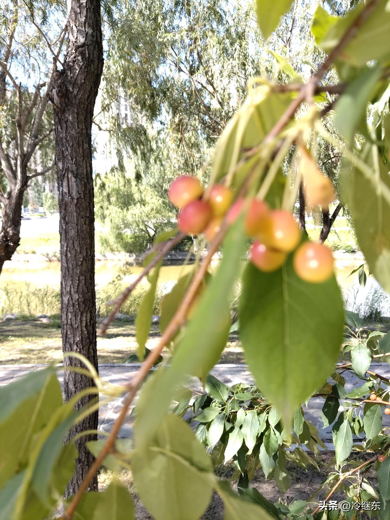 垂丝海棠
垂丝海棠映河边，
果实累累翩若仙。
不与百花争颜色，
（摇曳空中傲长天