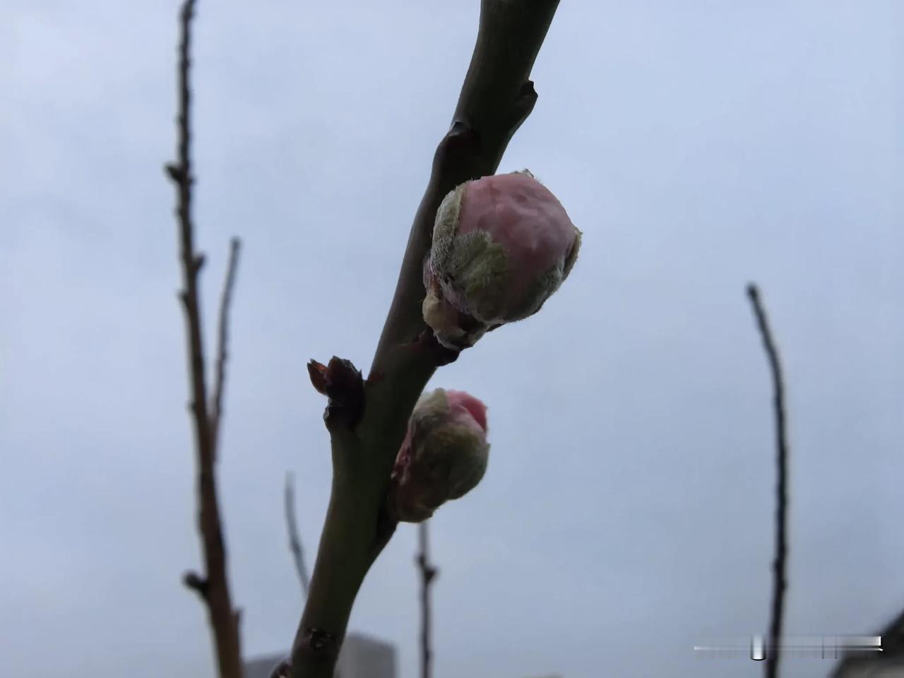 我们是一家政府平台企业，公司已经破产清算注销，但是目前名下有一套房产在公司名下，