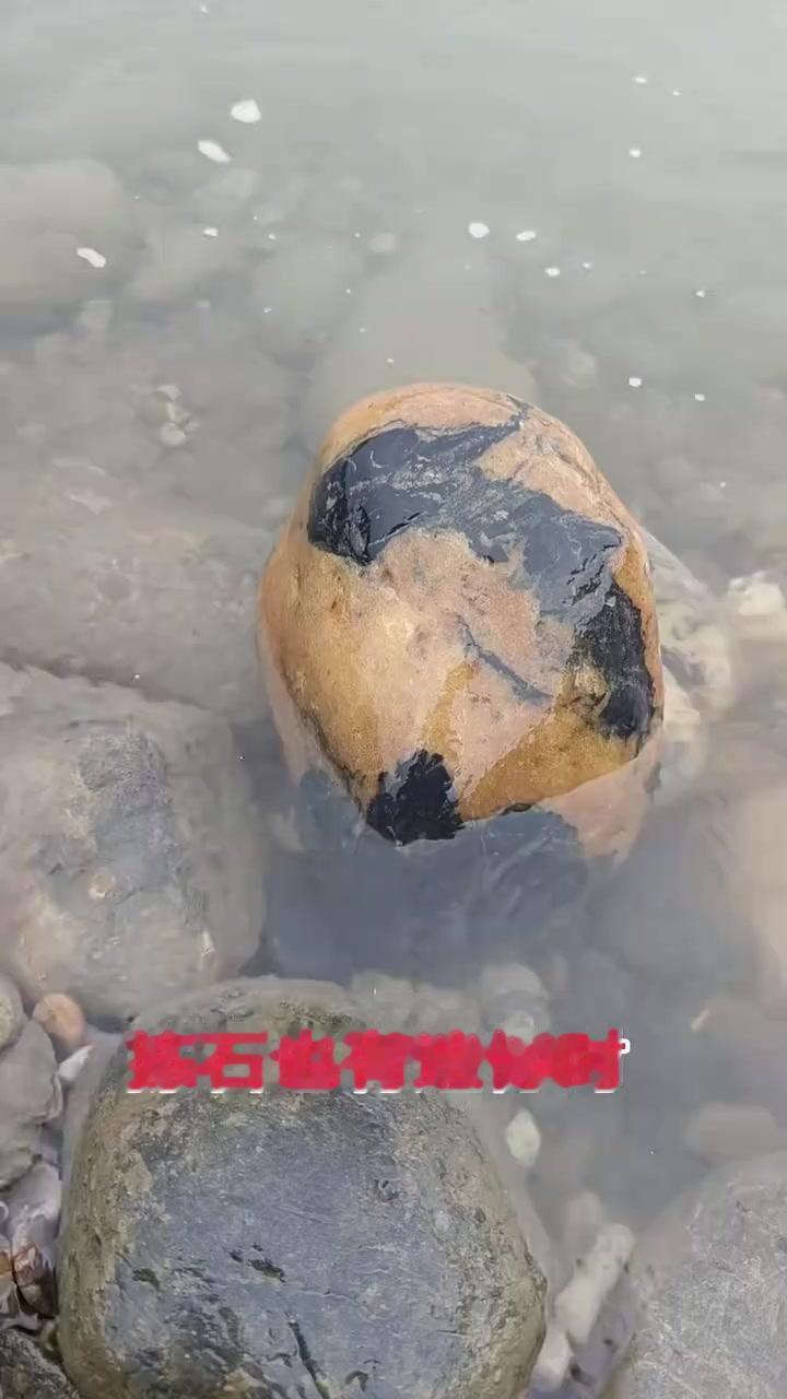 汉江捡石真的会遇到惊喜也会有遗憾！发现一块像飞龙的奇石，龙身山峰、龙眼龙头都很明