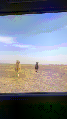 很难相信这不是AI