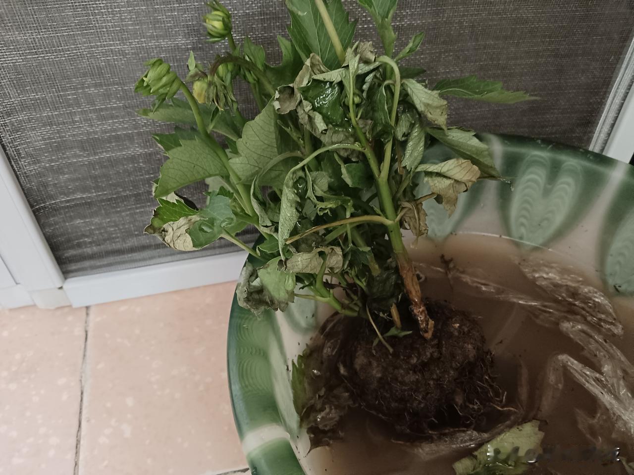 长春这几天的温度有点不对劲啦，
昨天下了点小雨，
夜里也能听到淅沥沥的声音，
今