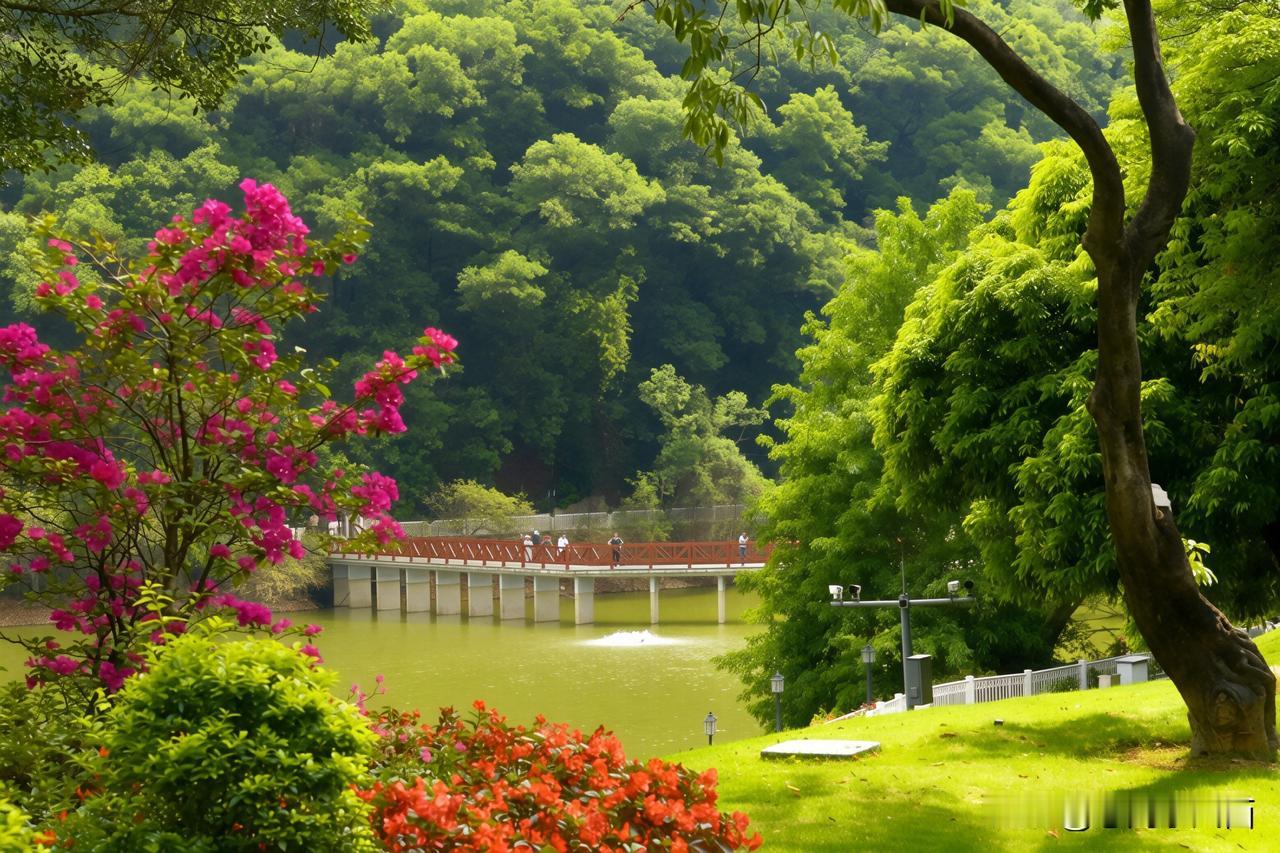 大金钟水库鱼木花盛景
   白云山麓大金钟水库畔，鱼木花迎来盛花期。满树鹅黄与奶