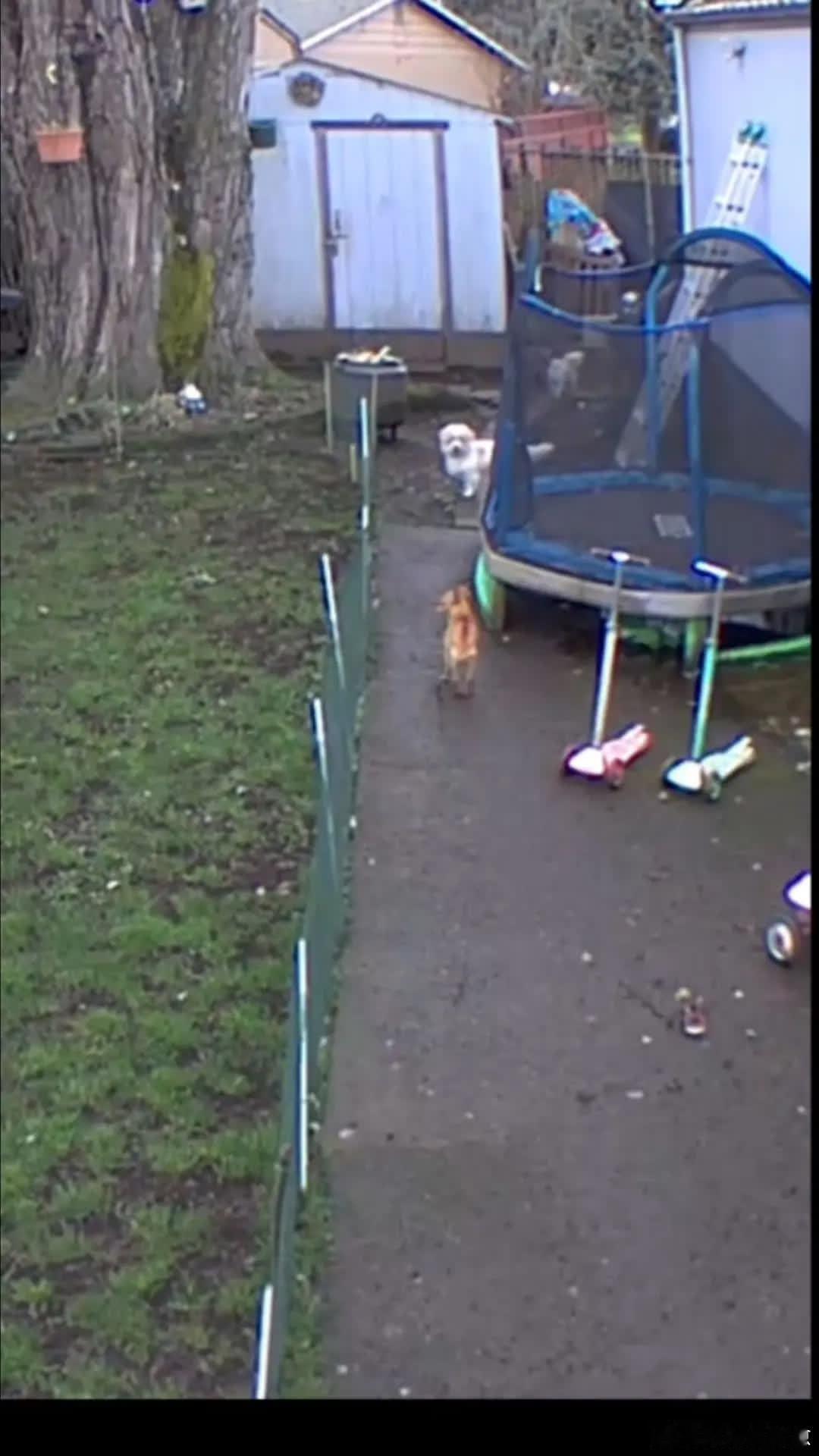 小黄：你们去玩吧，我有点不想去了……萌宠宠物