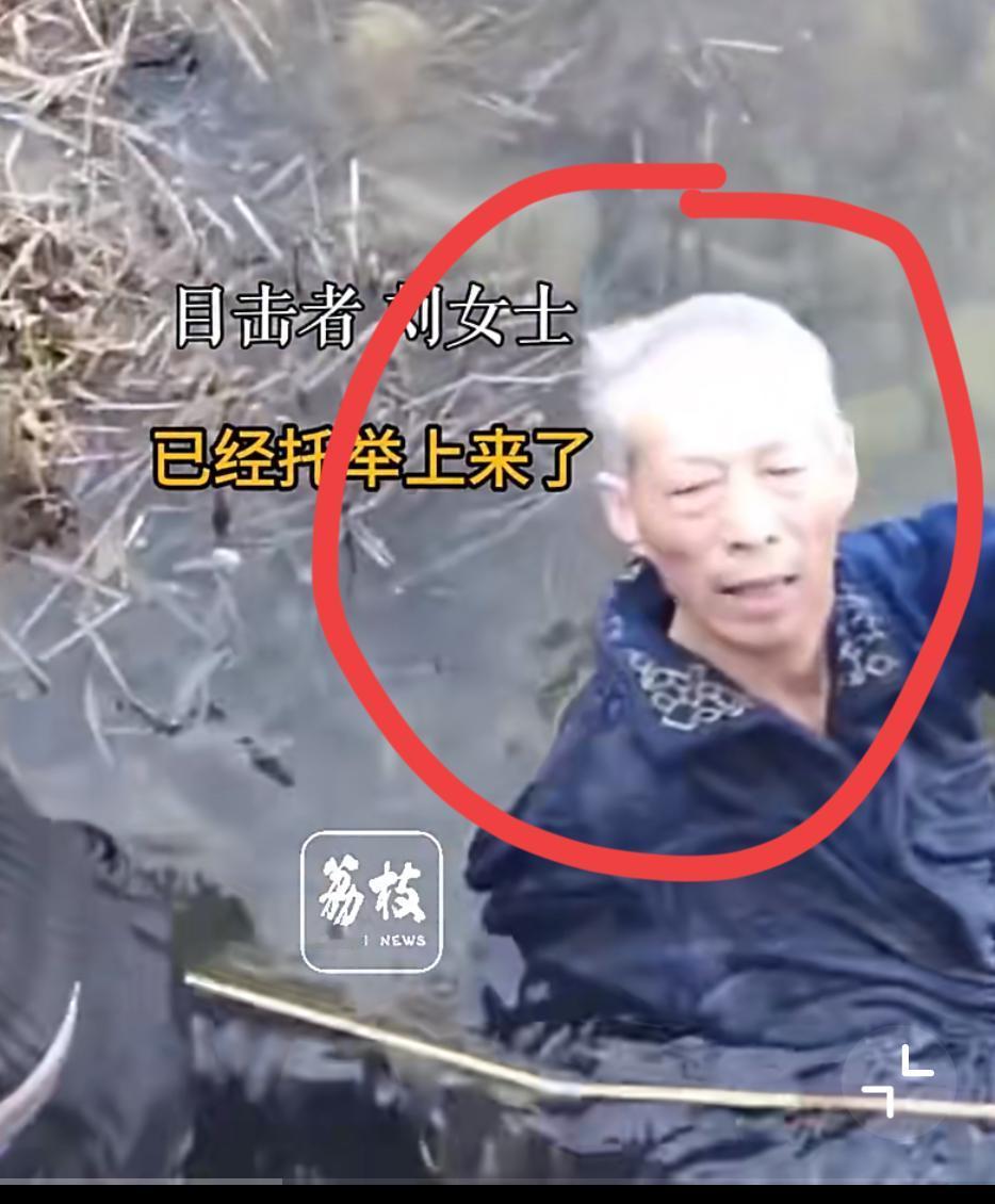 河南南阳70多岁的老爷子下水救小女孩，家人却在旁边看着，最该下水救人的不应该是自