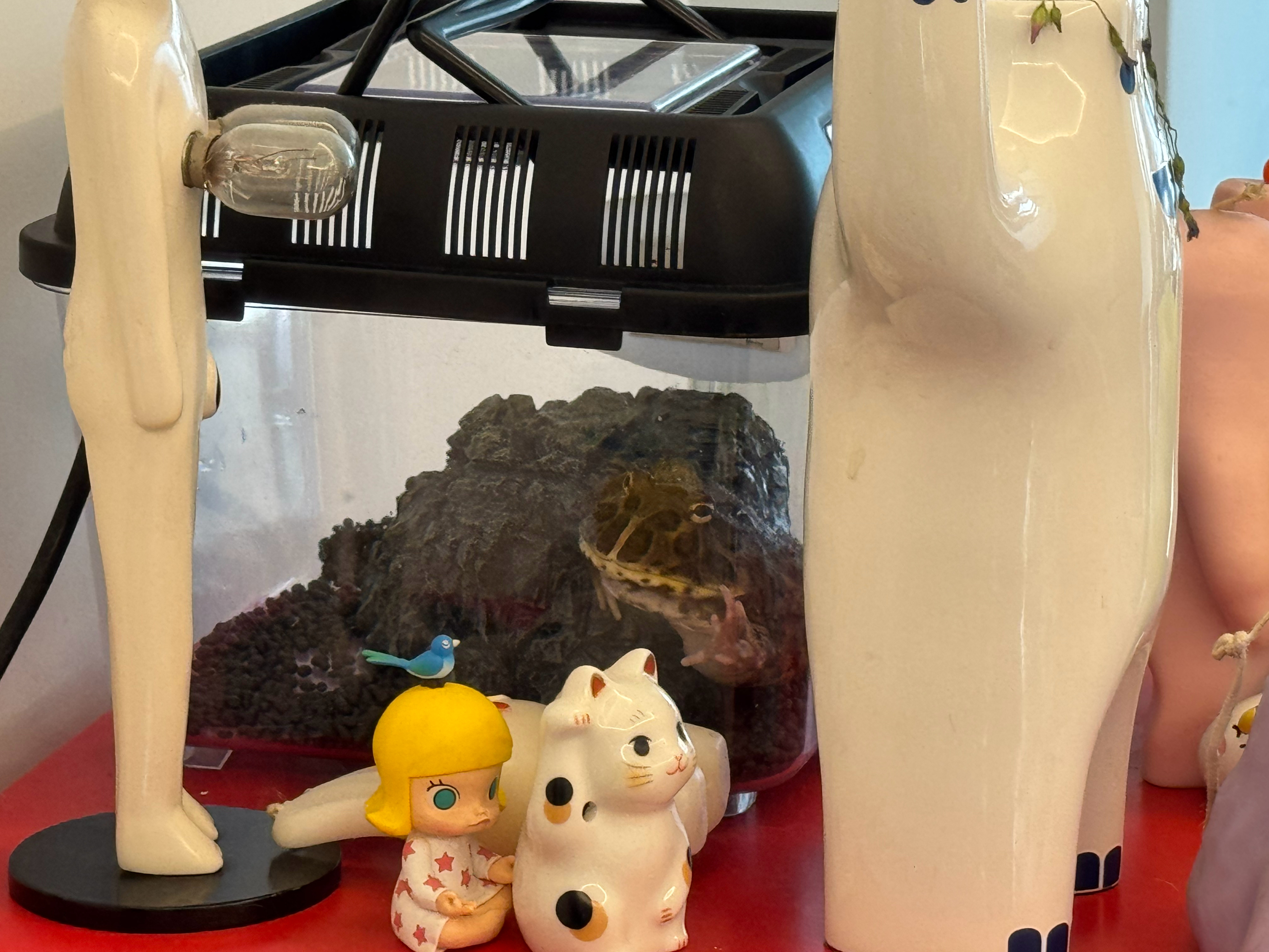 旅蛙说巴娜娜的盒子和躲避屋太小了，买新的吧我怒从心起，上次我就说一次性都买最大的