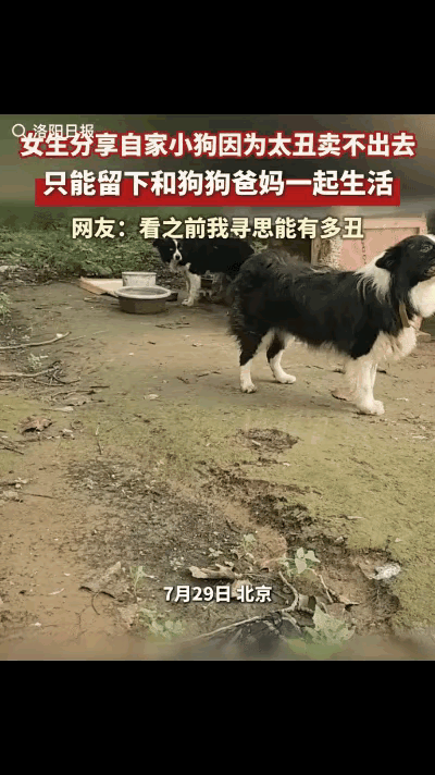 这是我看到过的最丑的狗，全世界应该没有其他的狗比它长的这么丑！一个北京网友发了一