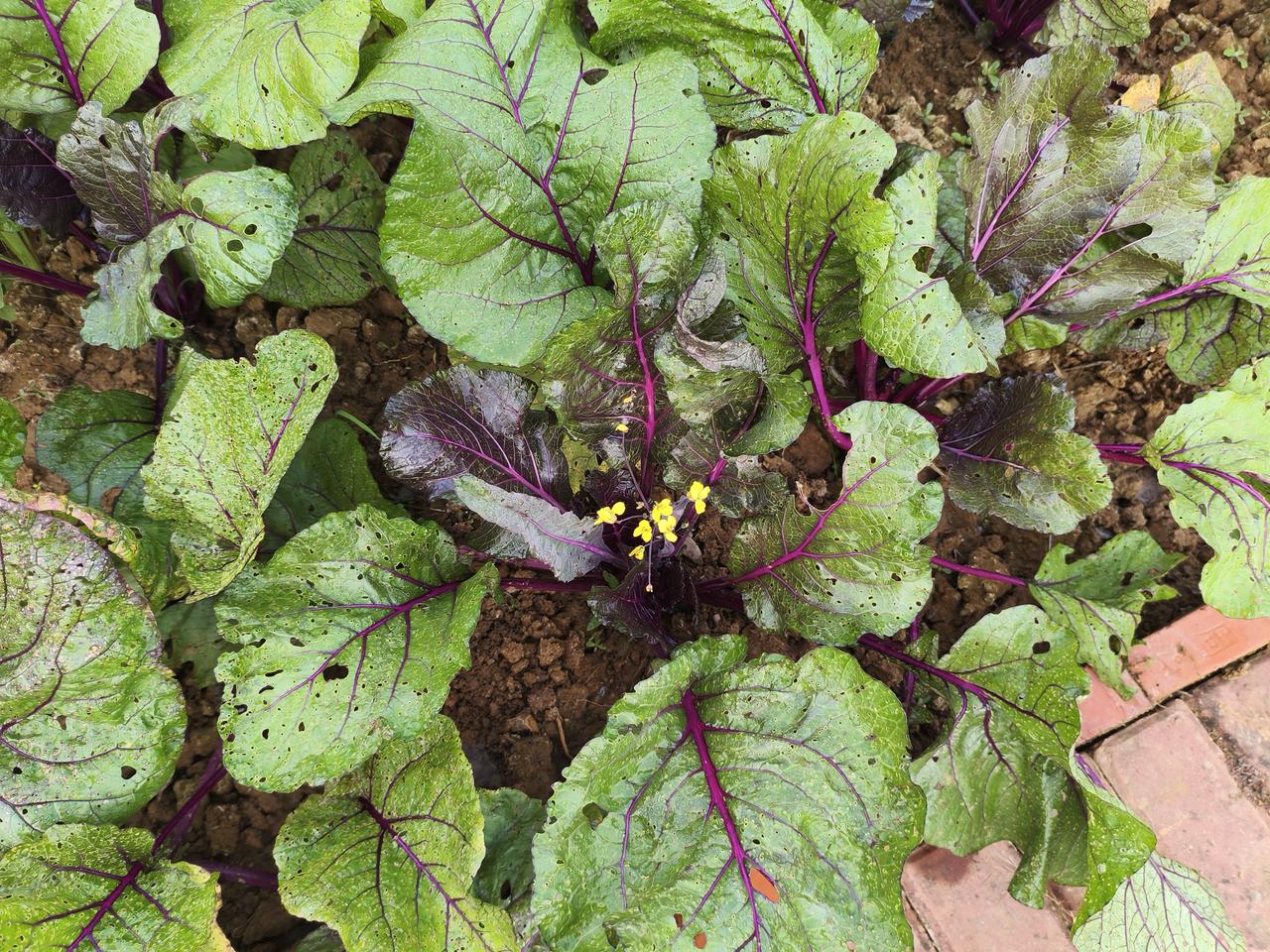 这是我小菜园种的蔬菜，你们知道这是什么菜吗？

这个菜叫红山菜苔。相传很久以前，