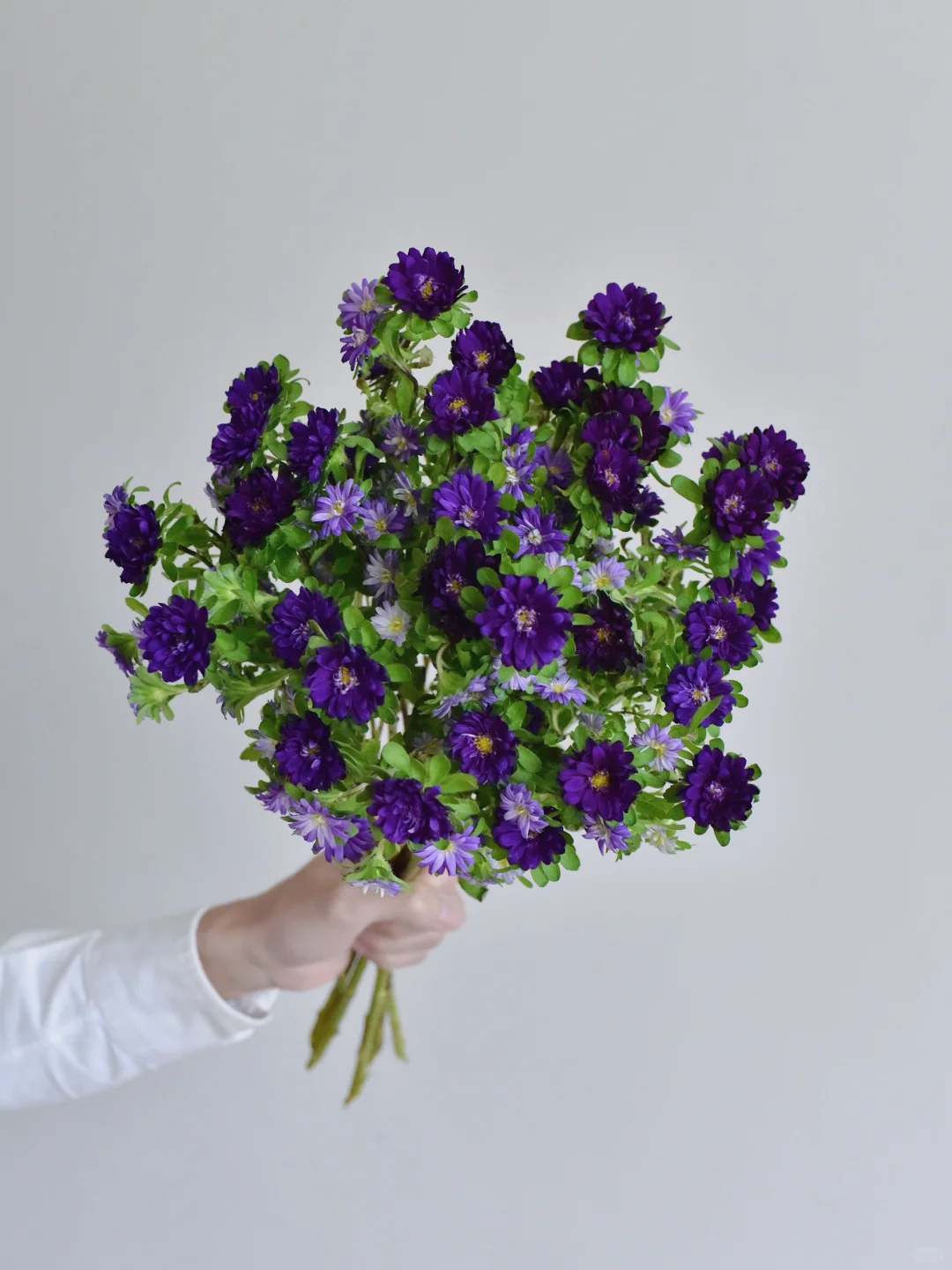 日本小菊· Stella deep blue