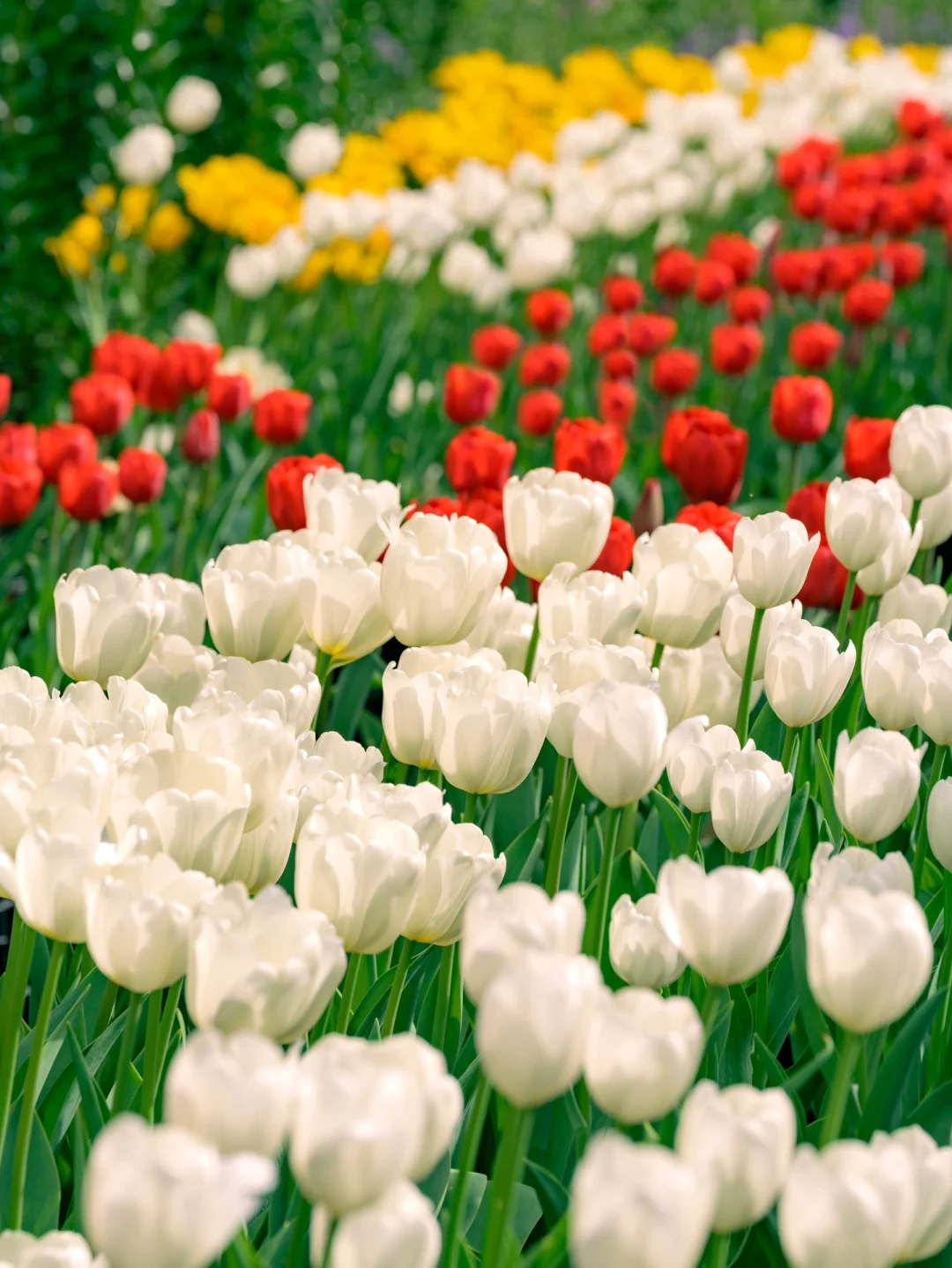 仙湖郁金香延期，浪漫至死不渝。