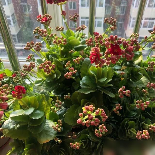 天呐！养长寿花的花友们快醒醒！别再傻等花蕾了！最近好多人问我长寿花为啥光长叶不开