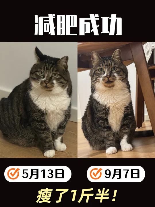 猫咪减肥4个月成果分享✅