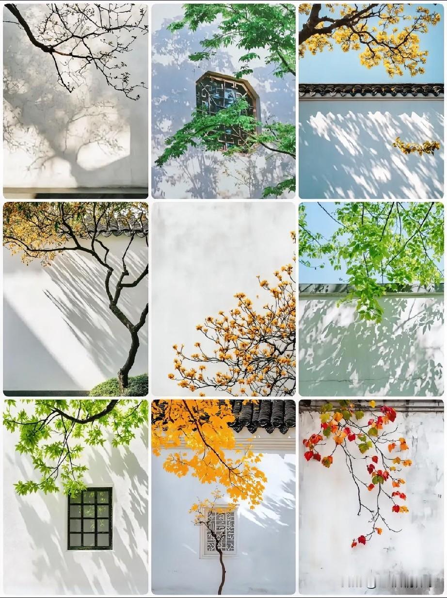 🌿风是最即兴的画家
把绿叶的影子泼在白墙上
光斑是不小心打翻的金粉
枝头探进画