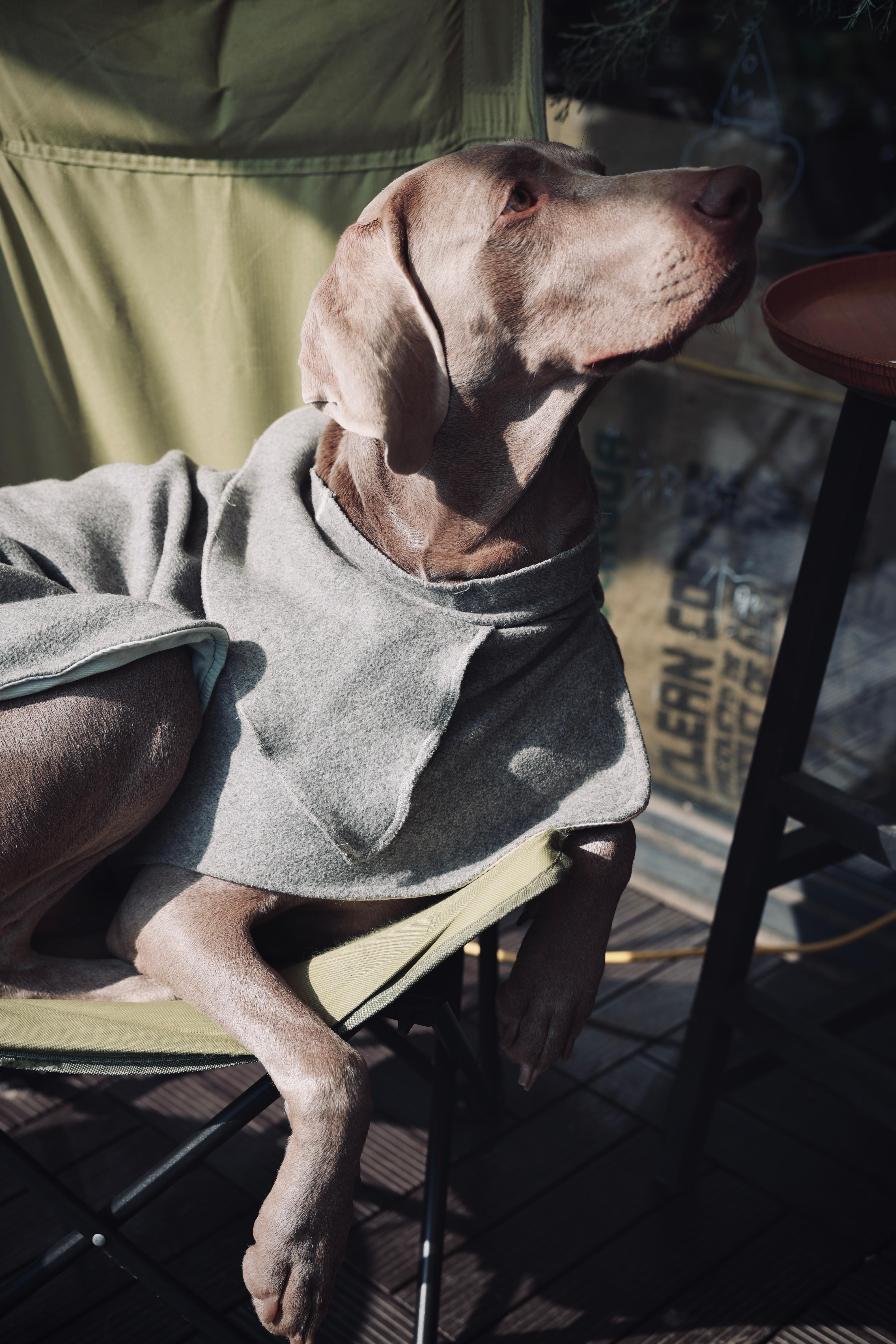 努力不怕狗狗（其实是这只比较稳重）