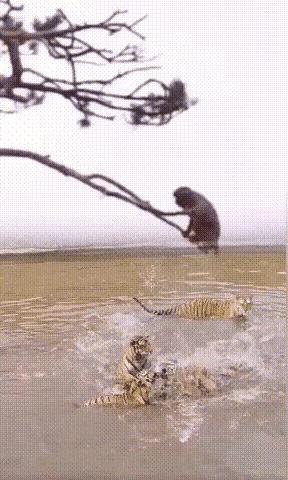这只猴子真贱，这样撩拨这群老虎，万一树断了或者老虎的纵跃超水平发挥，它还能活吗？
