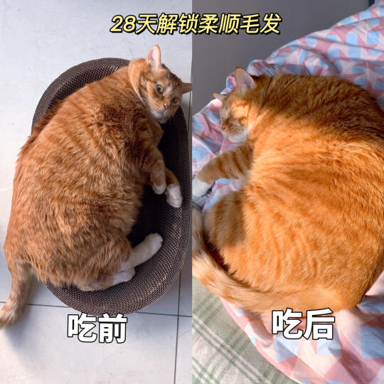 护理半挂猫的美毛神器来啦