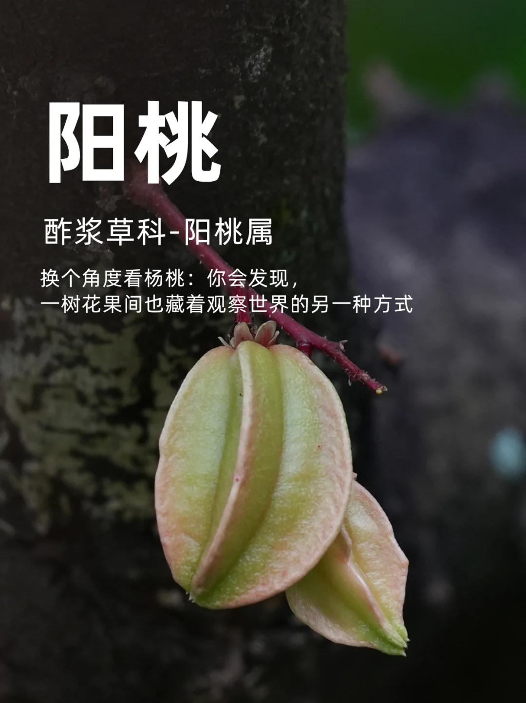 杨桃树花果间也藏着观察世界的另一种方式