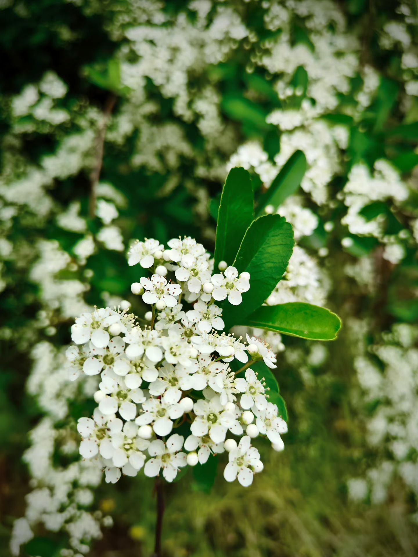 4🈷️的5日  感恩有你🌙  今夜清明雨落无声心有所归白日里我们或祭扫、或踏