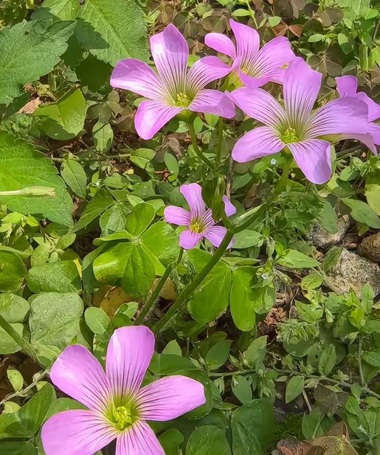 有房子的人盼着房价涨，很多就是房产投机客，他们心里就想着靠房价无限上涨来赚得盆满