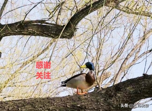 今年4月8日是母校西安交通大学建校130周年暨西迁70周年，同学们正在筹划回校相