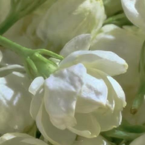 种植 🌿微公益 0000茉莉花的种植方法一、土壤：选疏松肥沃、排水良好的微酸性