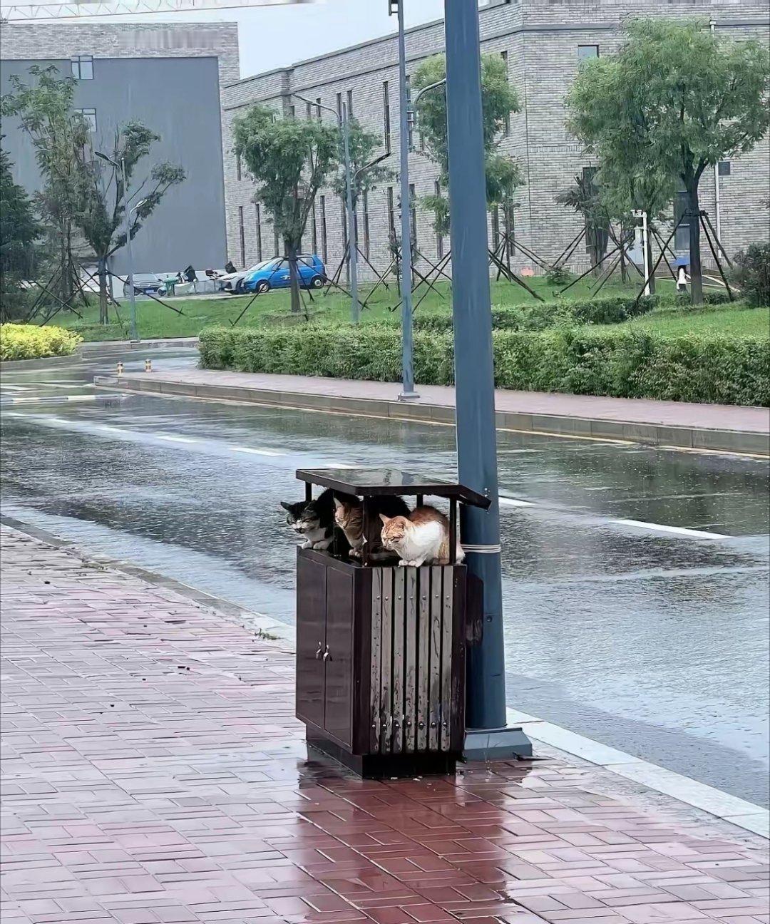 街头暴雨中的猫猫 