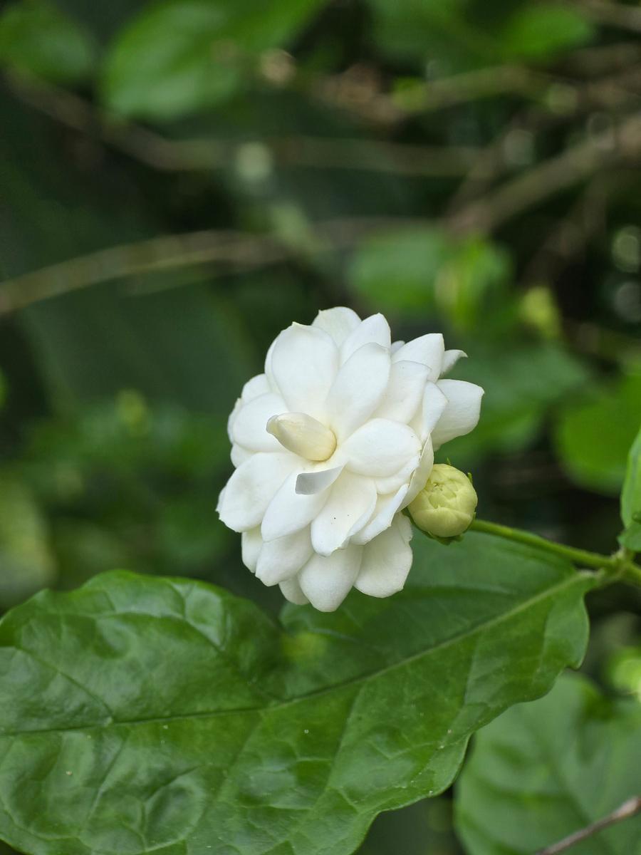 茉莉花开（散文诗）

好一朵美丽的茉莉花
好一朵美丽的茉莉花
芳芬美丽满枝丫
又