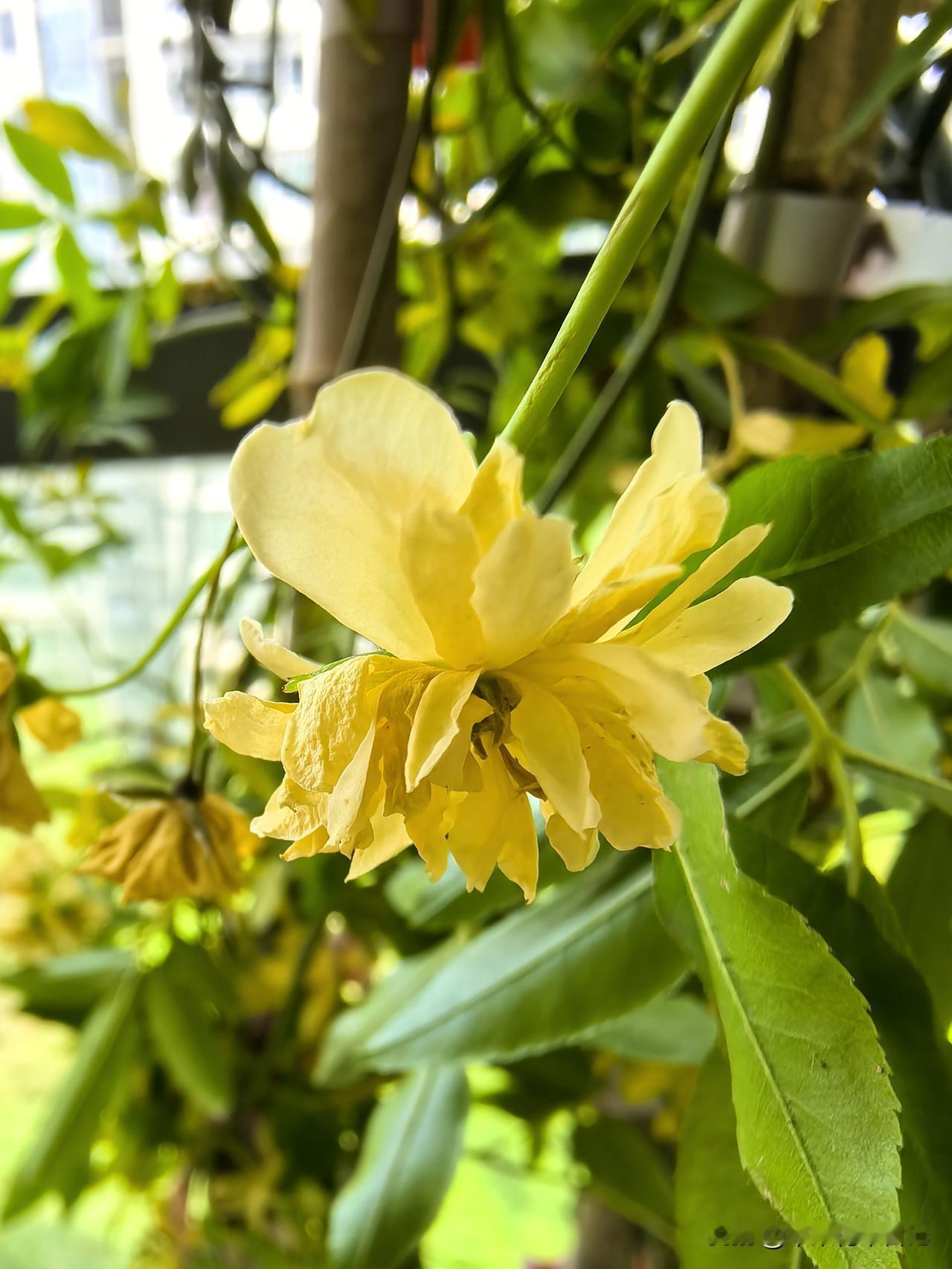 黄花红木香
小巧玲珑娇
香气四溢美
清新脱俗俏


黄花绿植