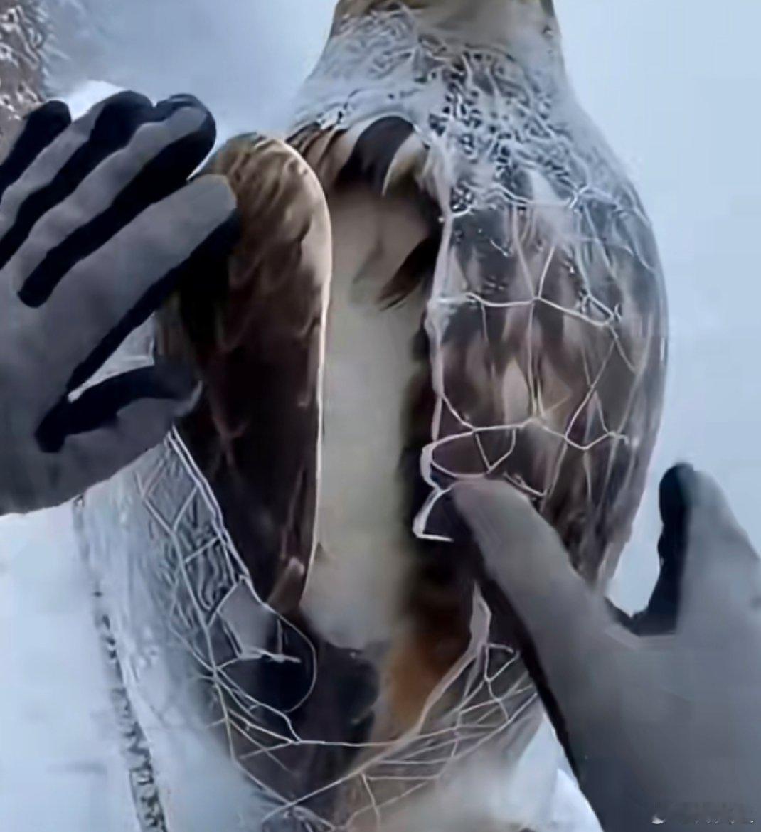 被冰冻封印住的鸟  冰层封住了飞翔的梦，却封不住向往天空的灵魂。当暖阳终于到来，