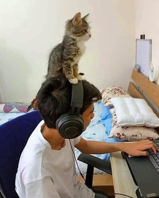 我的一生致力于收集有史以来最棒的随机猫猫 