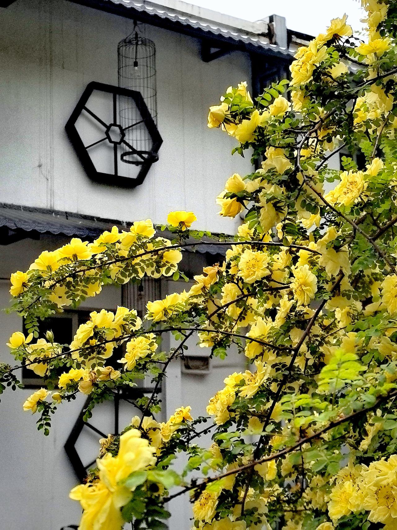 一树黄刺玫，一片春光色（农科院）