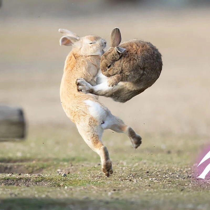 不会还有人没见过兔子打架吧！“给你个飞踢！嘿哈！” ​​​