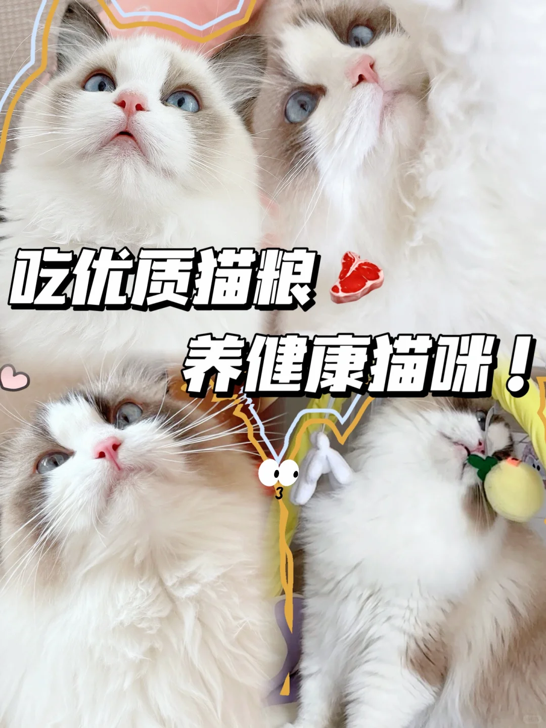 想要猫咪长得好！选对猫粮很重要！