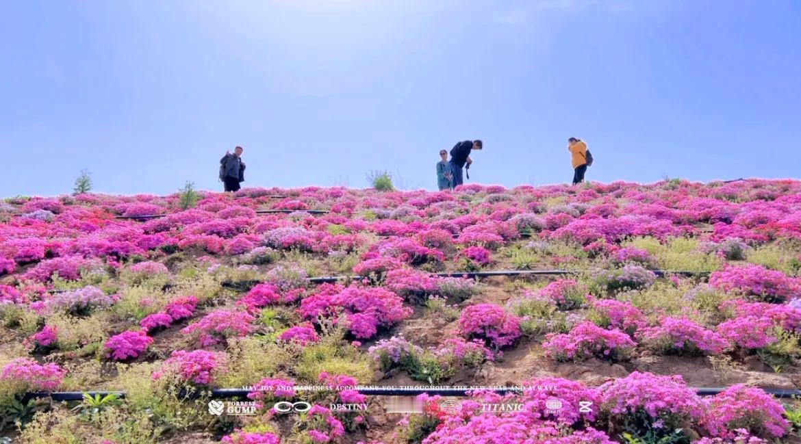  藏不住了，西安周边绝美芝樱花海曝光，免费的小众打卡点，知道的人还不多，停车很方