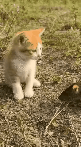 真就离谱到家了！
 
视频里这只老鼠简直是鼠界“显眼包”，纯纯属于阳关有道尔不走