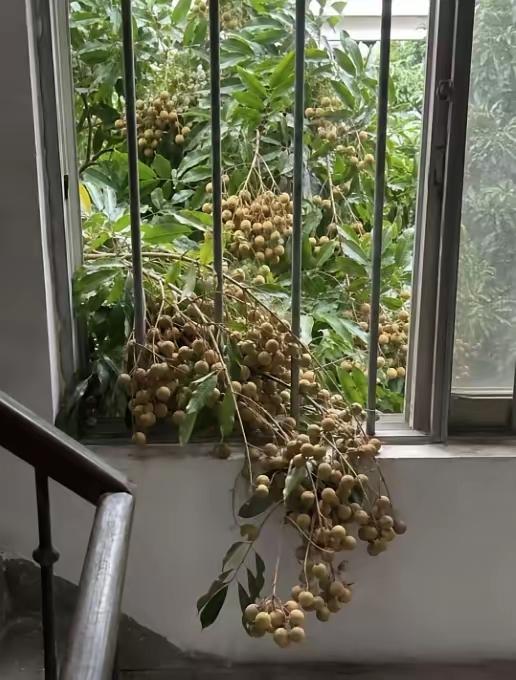 不只是红杏，有的桂圆不安分时也会出墙。如果偶尔在自己屋里摘几颗吃，应该不算是偷吧
