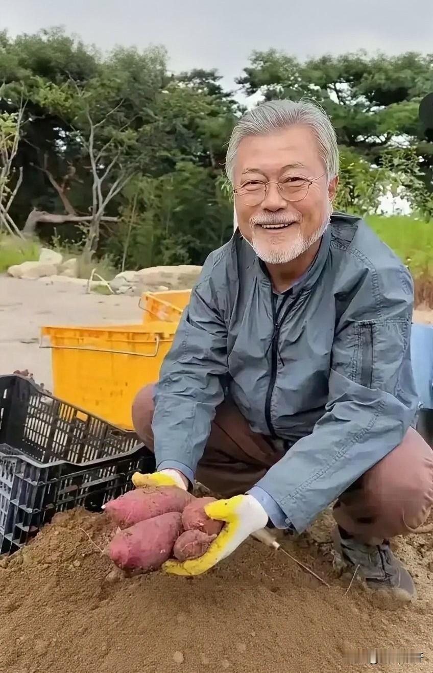 不当韩国总统之后，文在寅两鬓花白，胡子也不修边幅，这是他在乡下地里收红薯的画面。
