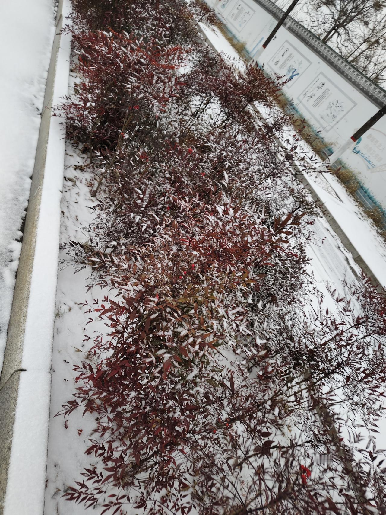雪地里的“火焰”！这抹冬日红，美翻了整条街
 
一场初雪落下，城市的色彩瞬间变得