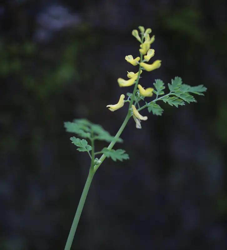 “人参杀人无过，黄连救人无功”，这话真是一针见血。正如俗语所阐释，黄连平凡且味道
