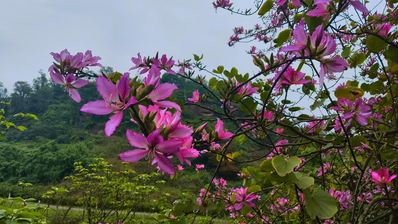 痛苦的欧尔班。
全世界高度关注的匈牙利大选，投票率高达75%以上，远超上次大选的