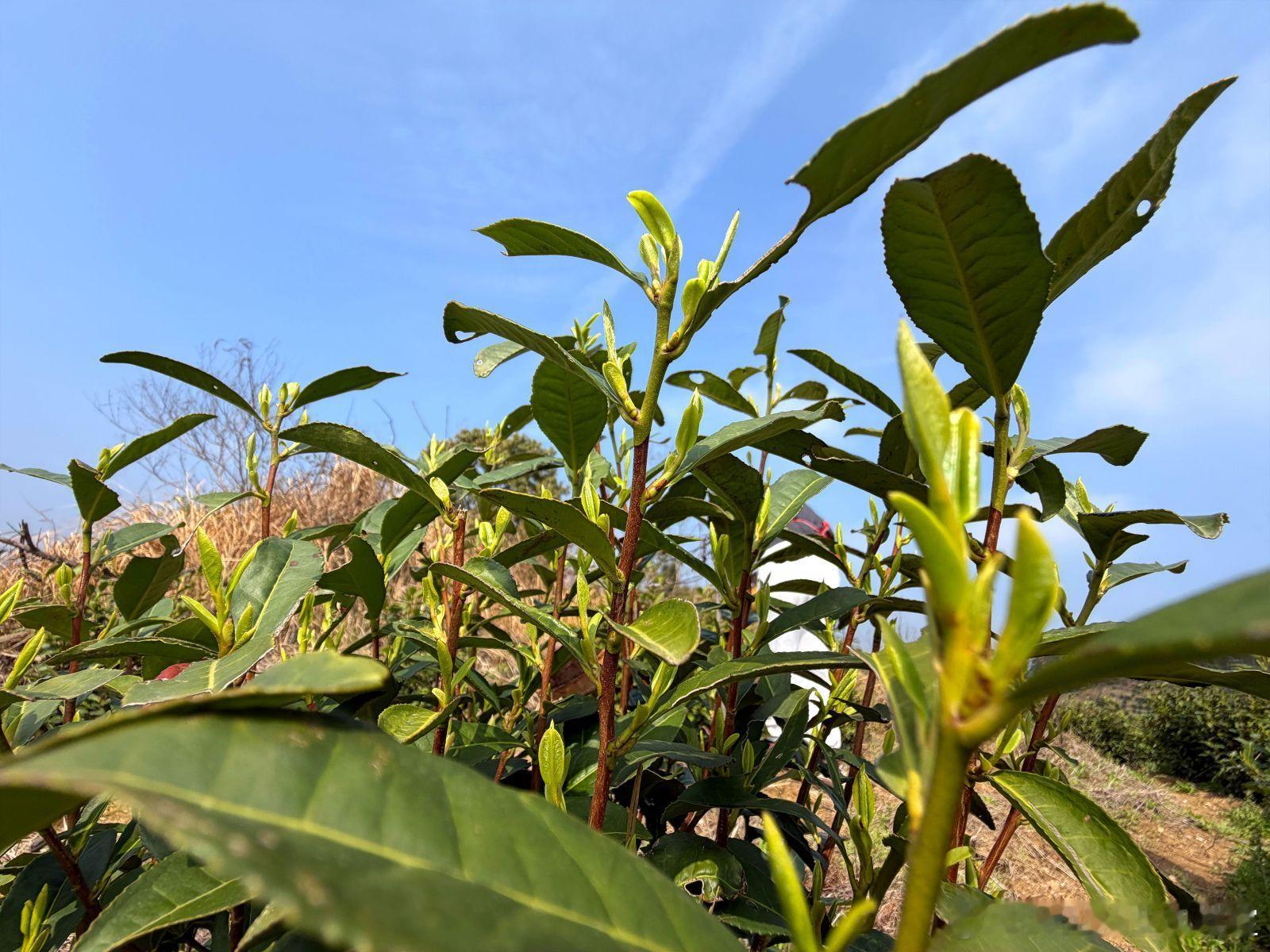 【激励股权｜“虚股”与“实股”的核心区别是什么？】核心观点：激励股权并非“同股同