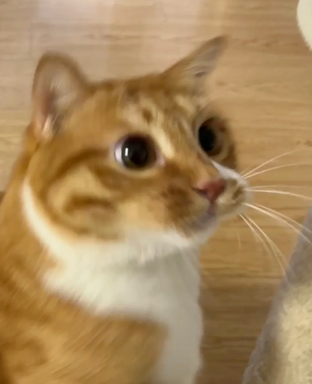 凸嘴小猫来咯！