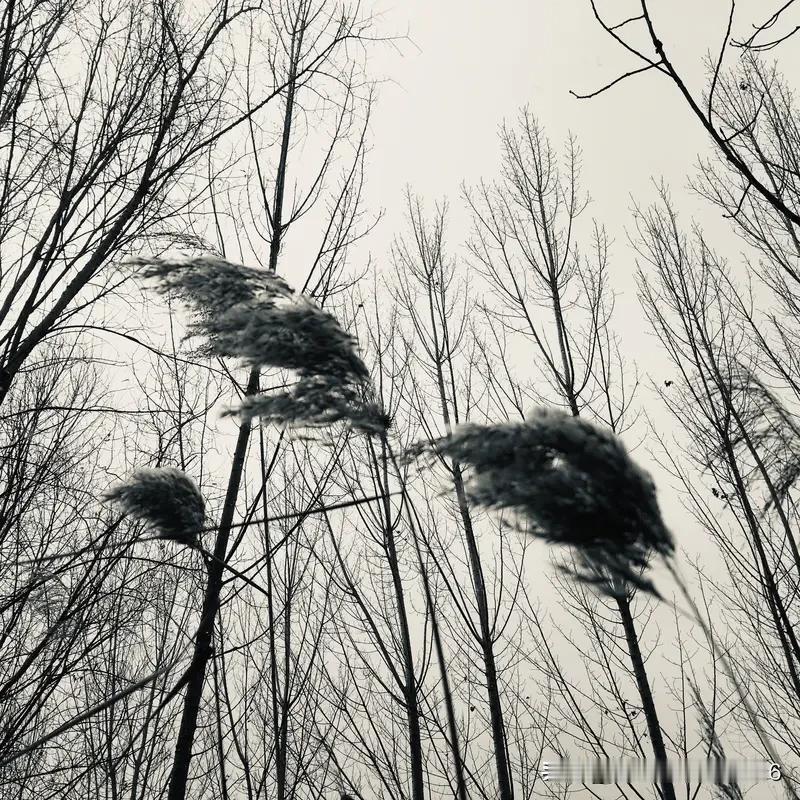 上联:冬来瑞雪千枝白
下联:秋去寒风万木枯