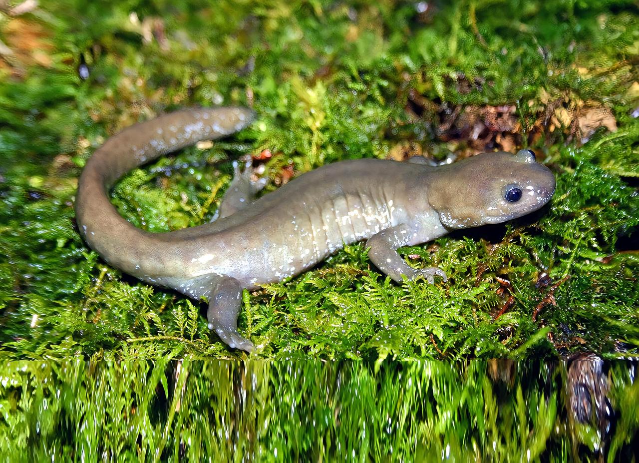 小鲵（动物们199）

小鲵属两栖类动物，躯干短而粗壮。体背部皮肤光滑，体腹部浅