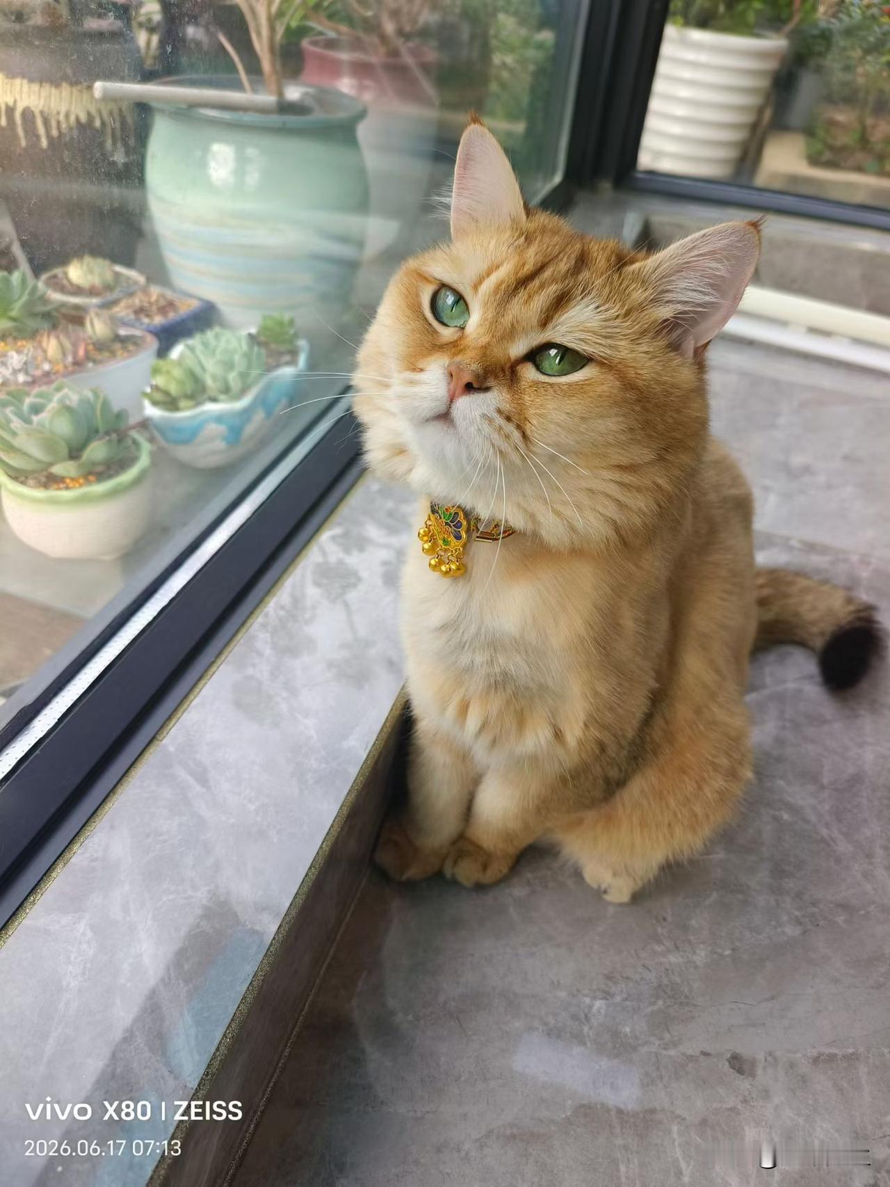 我对把猫，狗养在家是非常反感的，不知啥情况，看见这动物总感觉到身上很不自在，莫名