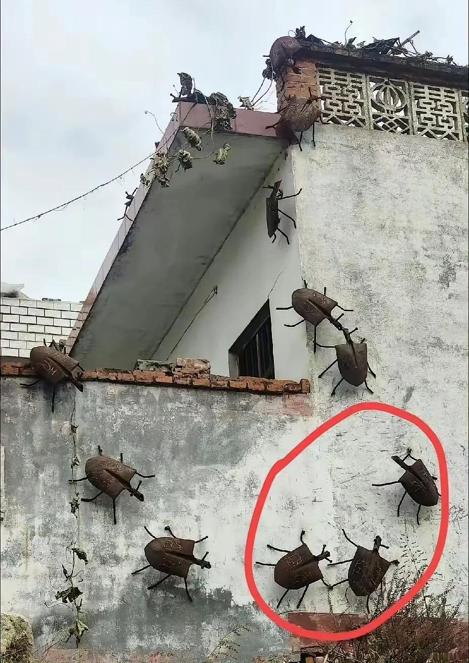 真的要被这户人家给笑死了，路过隔壁村一户人家的时候，一开始我还以为是巨大的臭屁虫