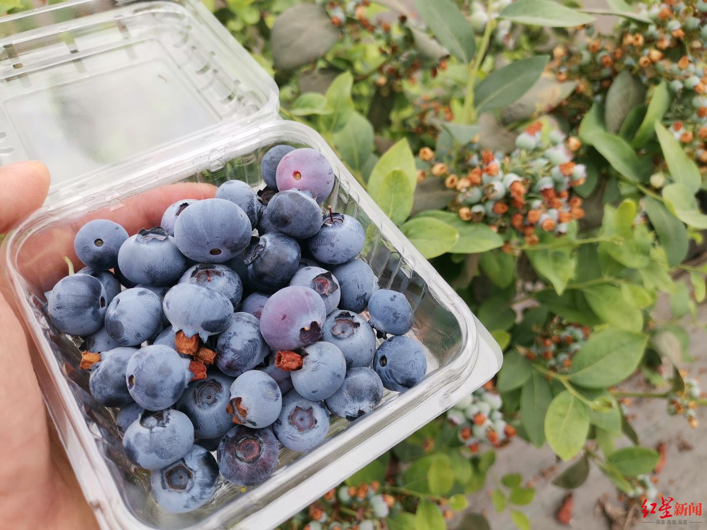 “水果皇后”蓝莓跌下神坛:曾经上百元一斤,如今可全年供应,街头低至9.9元一斤