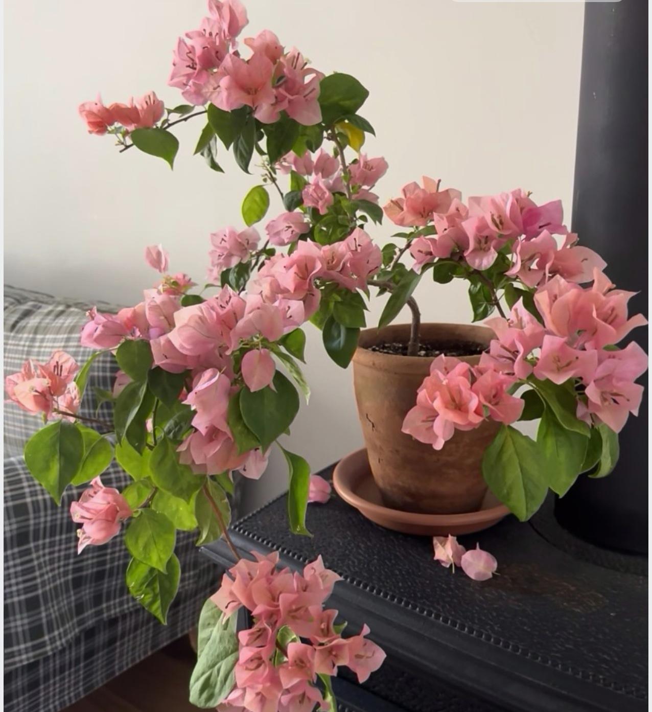 三角梅欣赏～