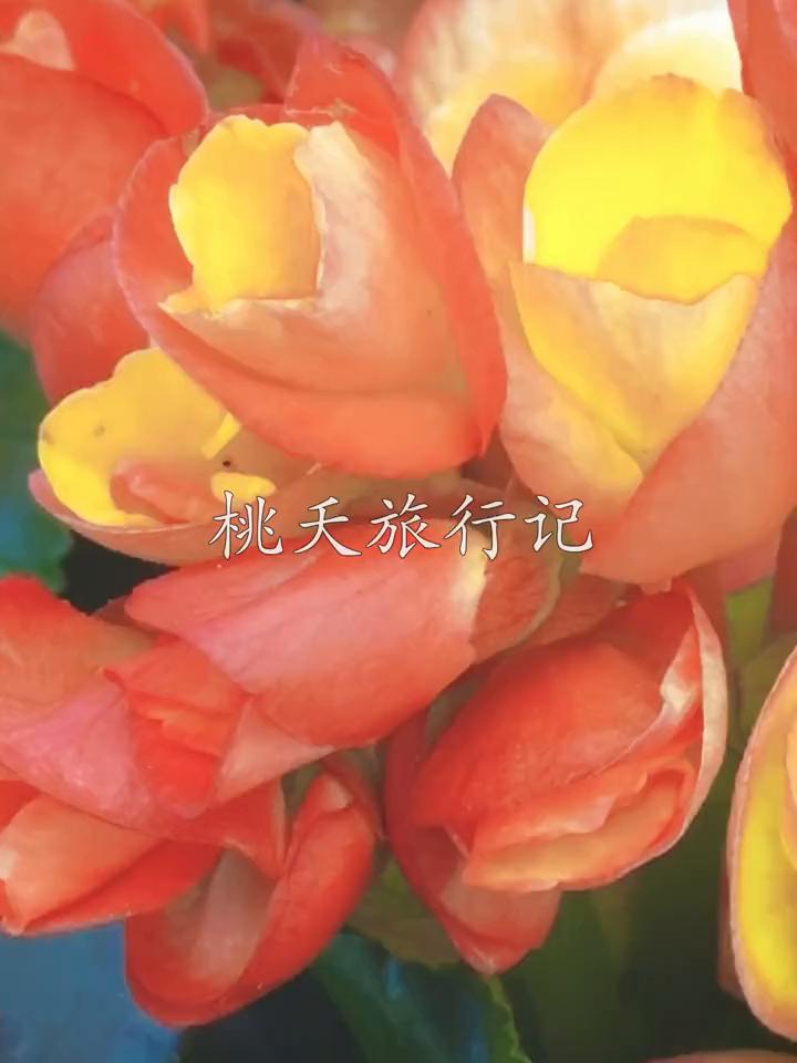 桃天旅行记：深圳新年迎春花市。
迎春花市。