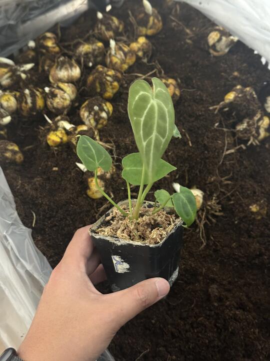 我换到了可爱的花烛！